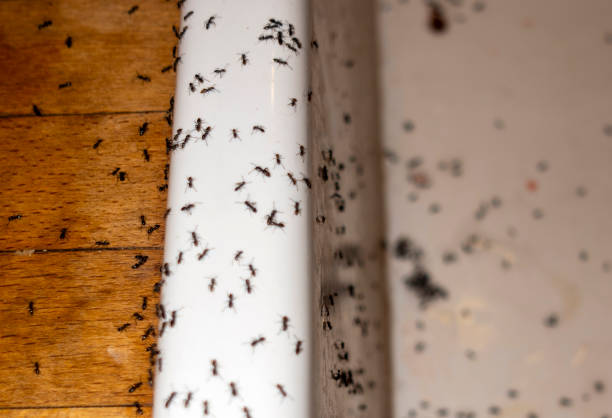 Best Best Pest Control Companies  in Loveland Park, OH